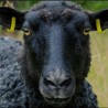 AZUL - Chi Coracao - Mouton Tiago