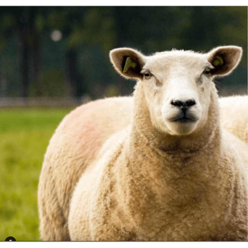 AZUL - Mouton Luis - Chi Coração