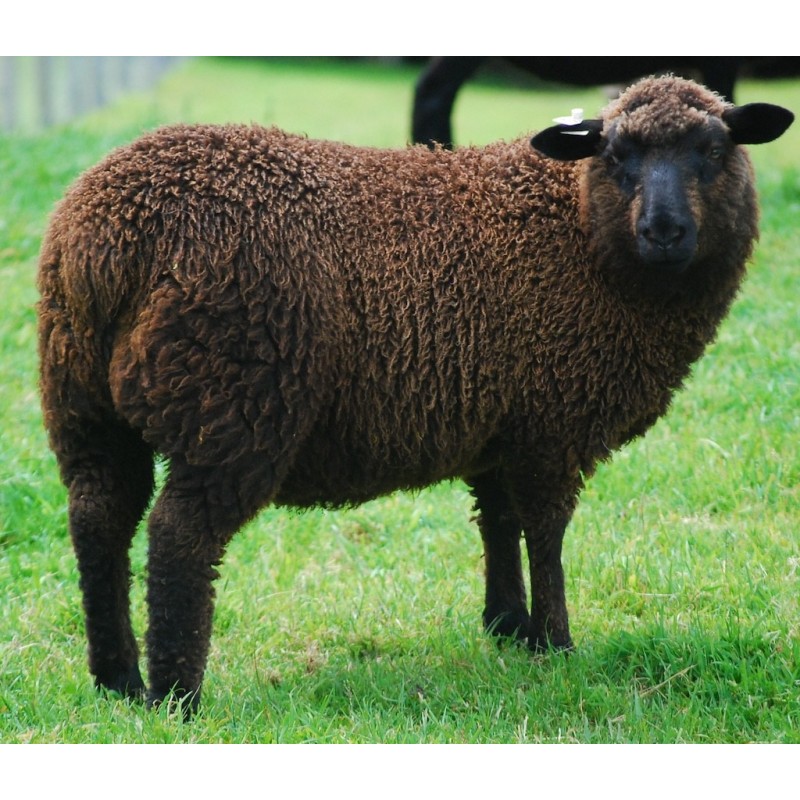 AZUL - Mouton Rodrigo - Chi Coração