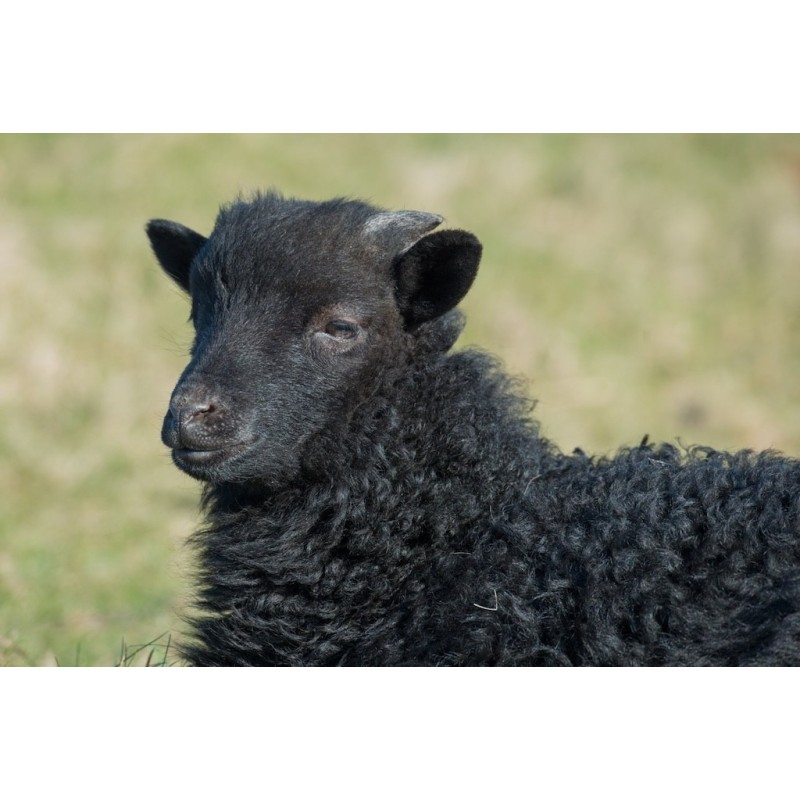 AZUL - Mouton Tiago - Chi Coração