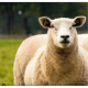 AZUL - Mouton João - Chi Coração