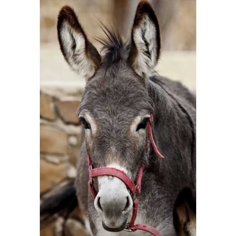 AZUL - Âne Antonio - Chi Coração