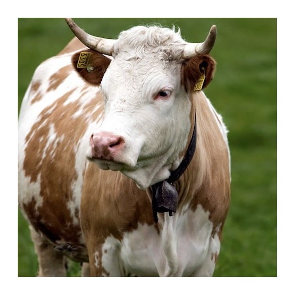 AZUL - Vache Maria - Chi Coração