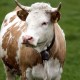 AZUL - Vache Maria - Chi Coração